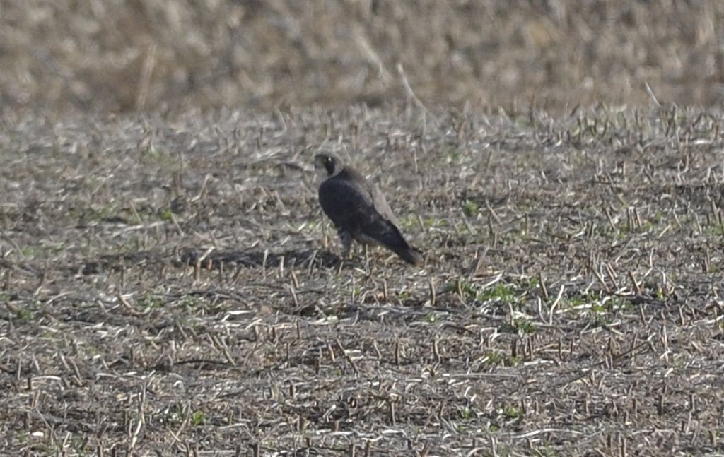 Falco pellegrino (Falco peregrinus)???   S !